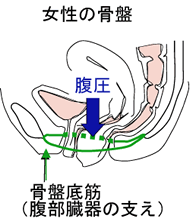 女性の骨盤