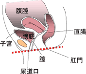 女性の正常な骨盤の状態