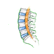 腰部脊柱管狭窄症1