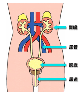 泌尿器科のしくみ