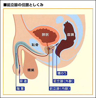 出す 方法 シッコ お